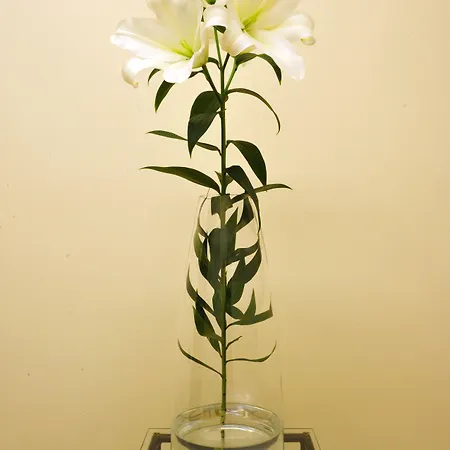 Kosmopolita 公寓 *